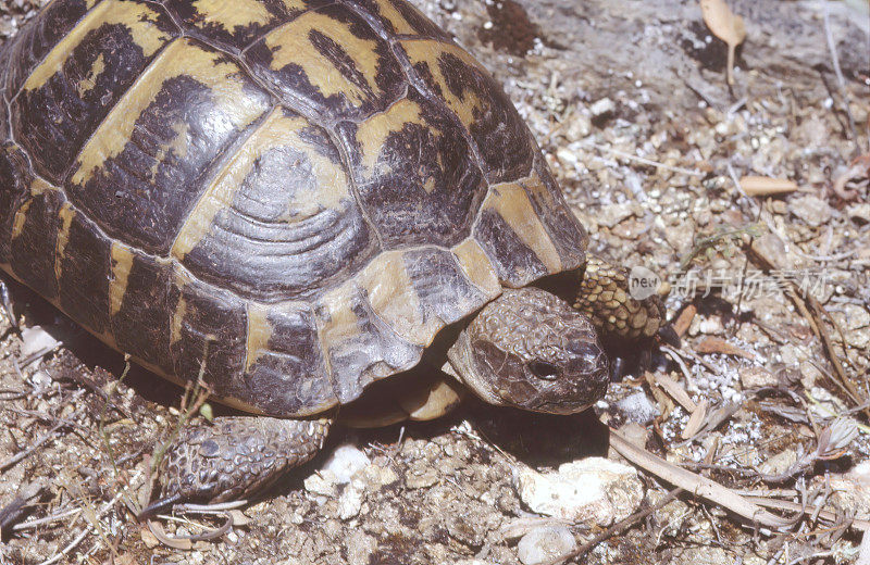 赫尔曼的（Testudo Hermanni）